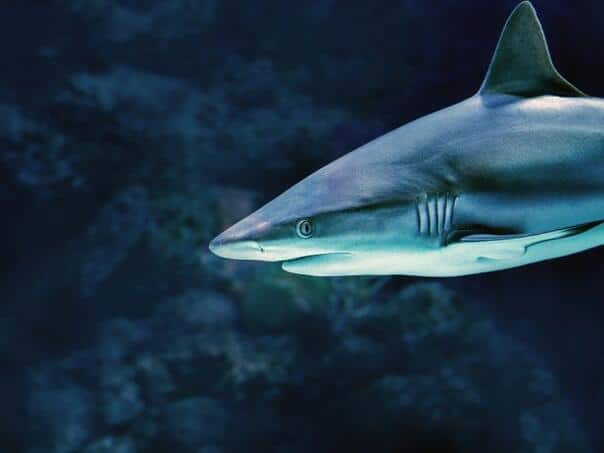 Horror in Egypt: A shark killed a bather