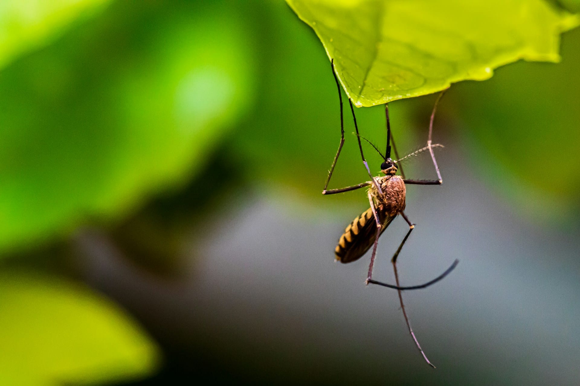 62 cases of West Nile fever registered in Serbia