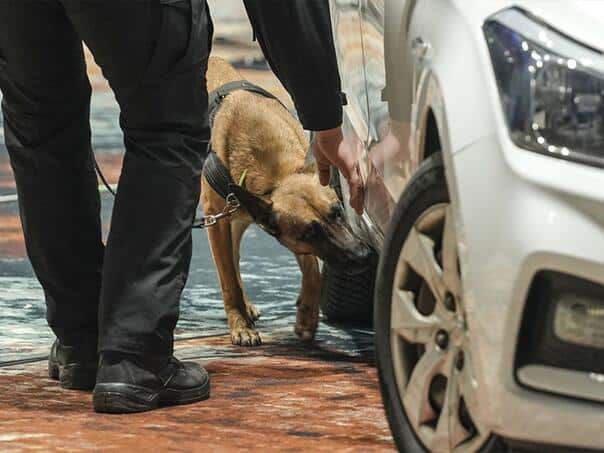 BiH Border Police Dog Champion in a competition