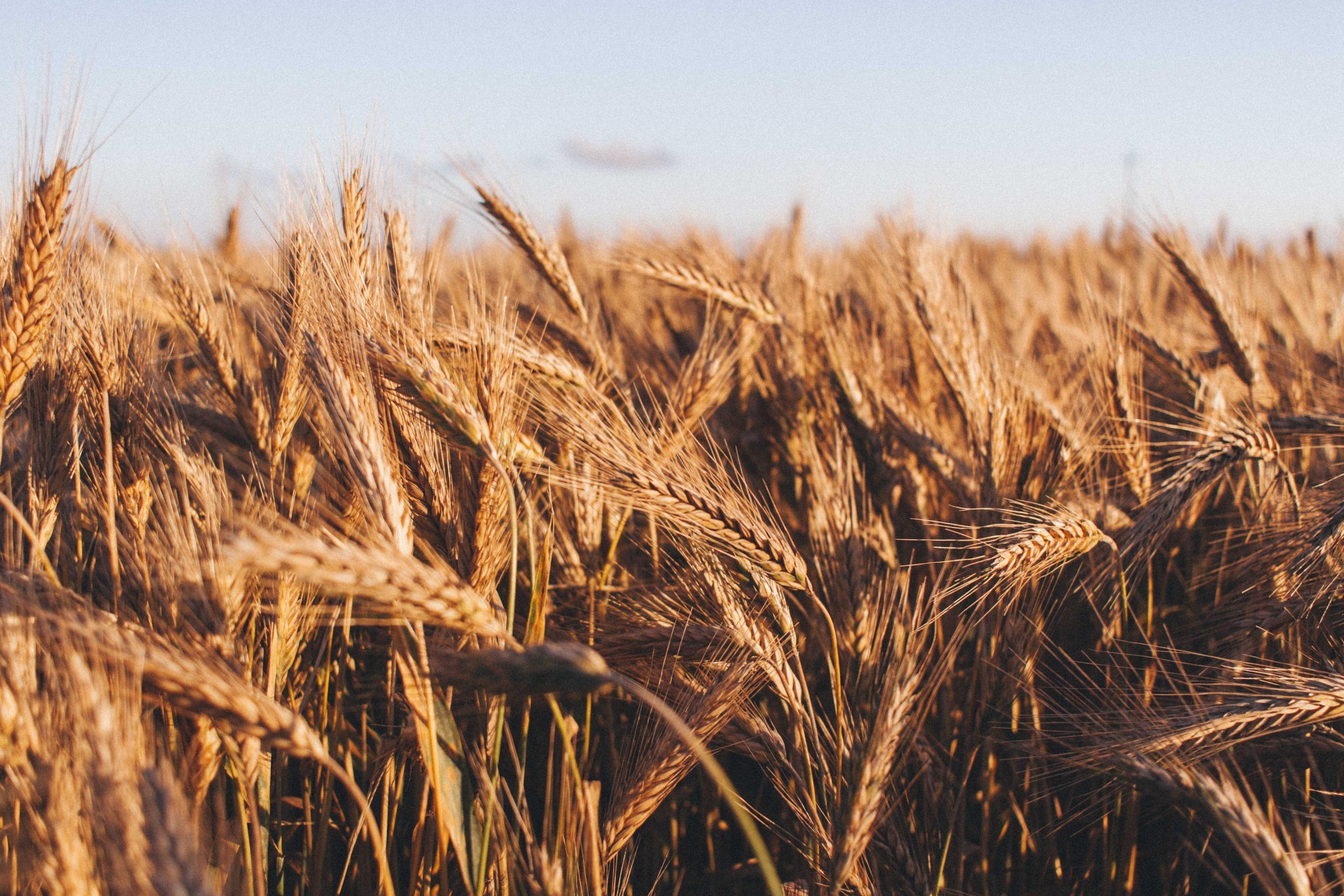 What good are our domestic food resources if we spend billions on other people’s?