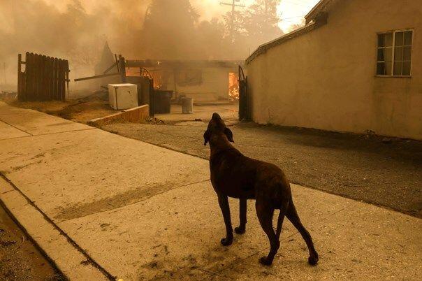 Shelters full of animals rescued from the fires in Los Angeles