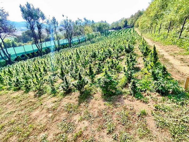The court in Bihać confirmed the indictment against the group that kept a cannabis plantation with 3000 stems