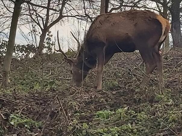 A rare deer was killed in Brčko, the perpetrator arrested