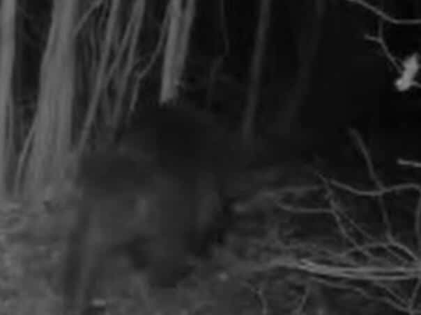 VIDEO: A recorded bear on a popular picnic area in BiH