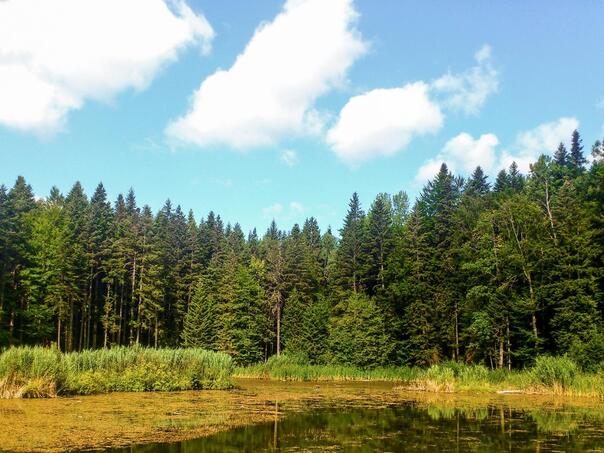 Production of forest assortments in the FBiH smaller by 4% in 2024.