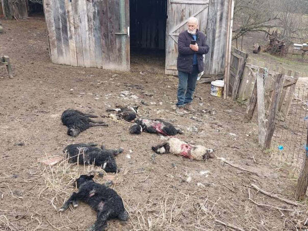Wanderers Haraj Sanian bridge dogs, some cattle breeders sell cattle and want to give up!