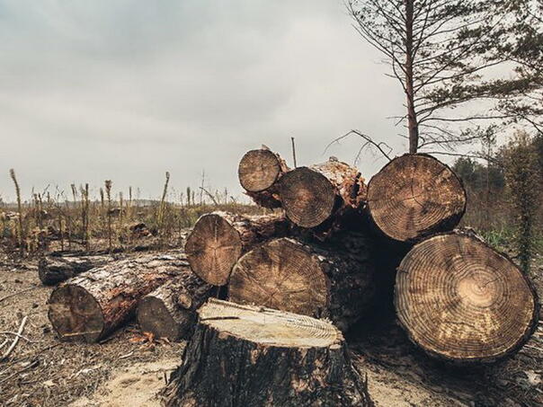 Due to the forest thefts perpetrators of the fines of 50 to 500 km