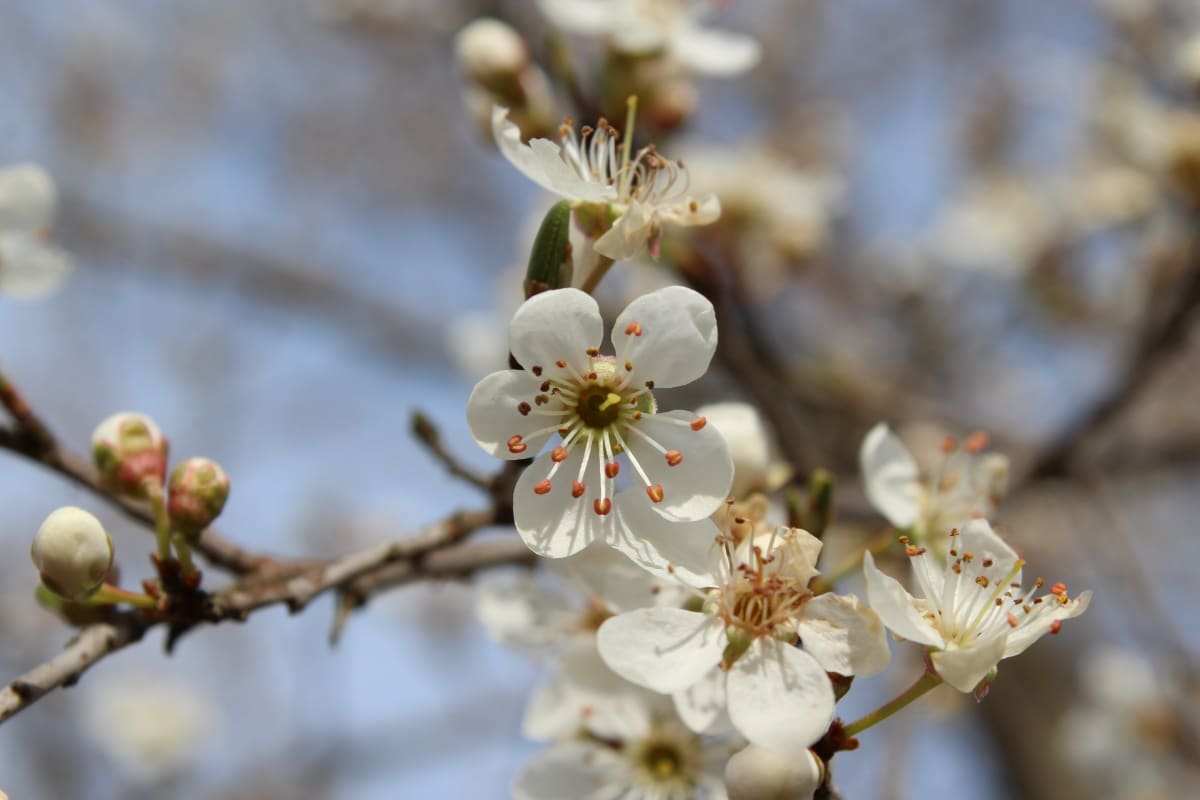 Nature wakes up: Spring came, do you know why the day comes in the day before?