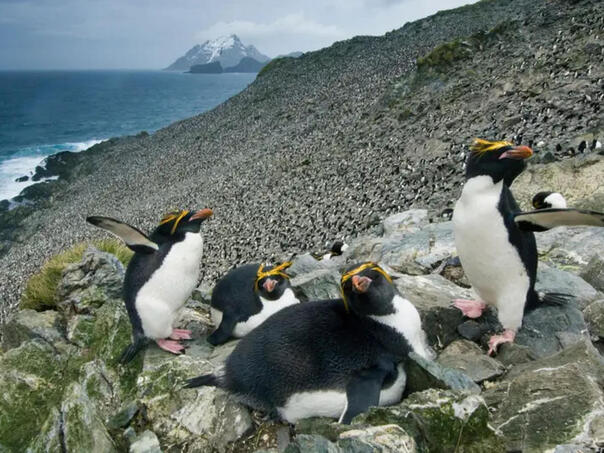 The biggest iceberg in the world is stranded on the island where they live on millions of penguins