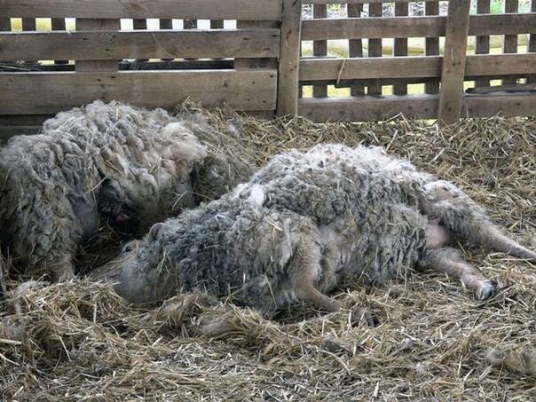 Lutal dogs in Brcko slaklala 14 sheep and 13 hurt