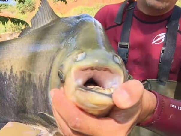 Brazil: The fish in the resort burst at least 30 people