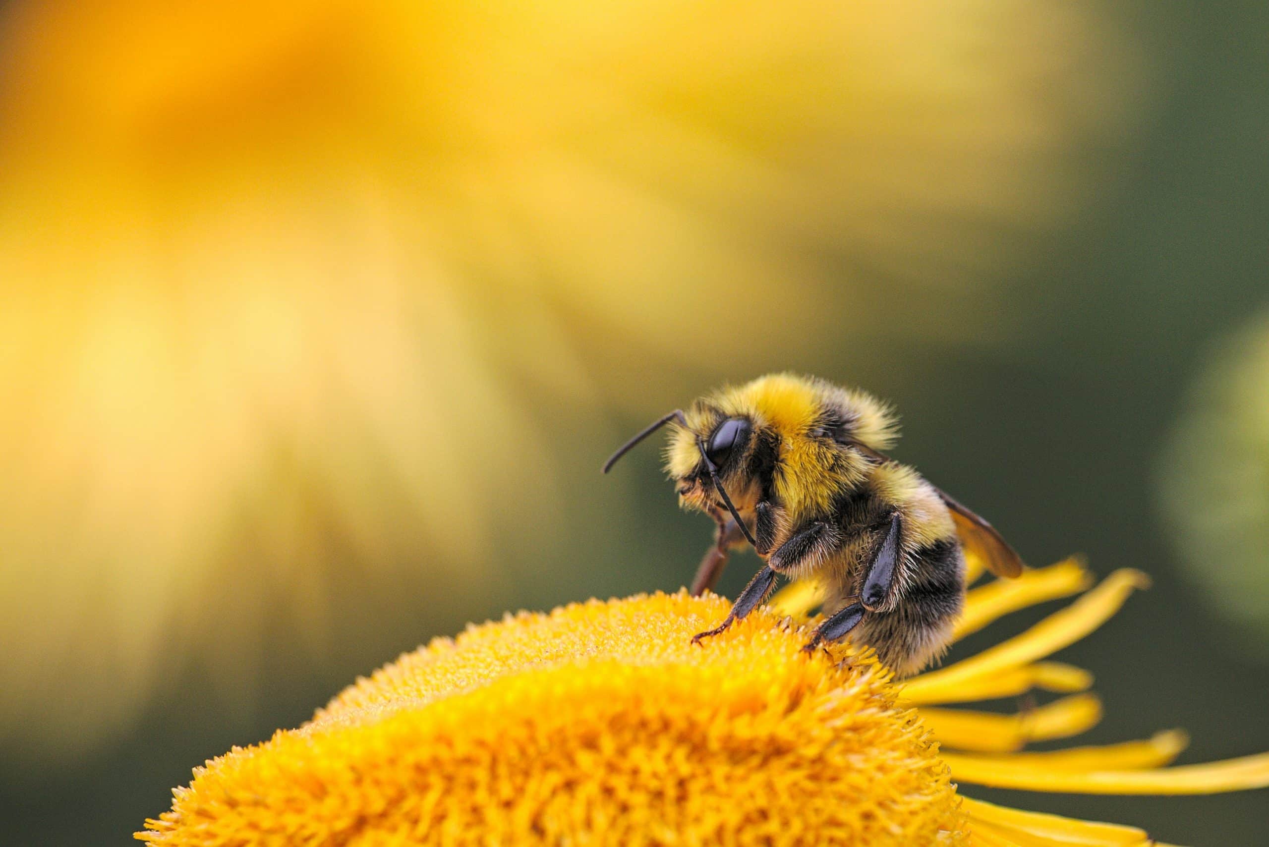 Beekeepers catch heads: Mass pardon bees in BiH