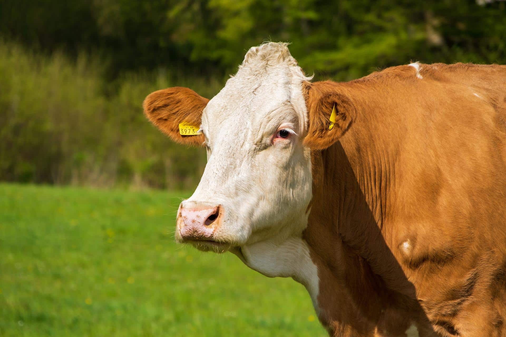 European Standards in Veterinary Medicine: EU supports the development of the veterinary sector in BiH with EUR 3 million