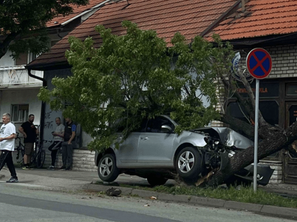 Golfe stuck in a tree