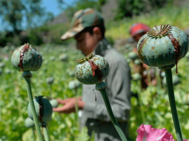 Sharia Law in Afghanistan provoked the shortage of heroin in Europe