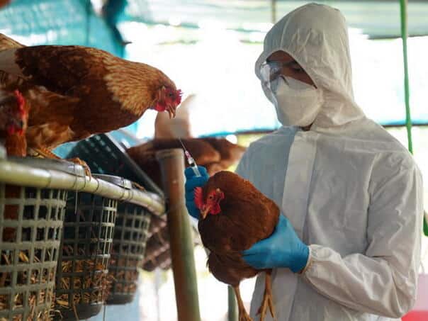 In Mexico revealed infection with bird flu in humans