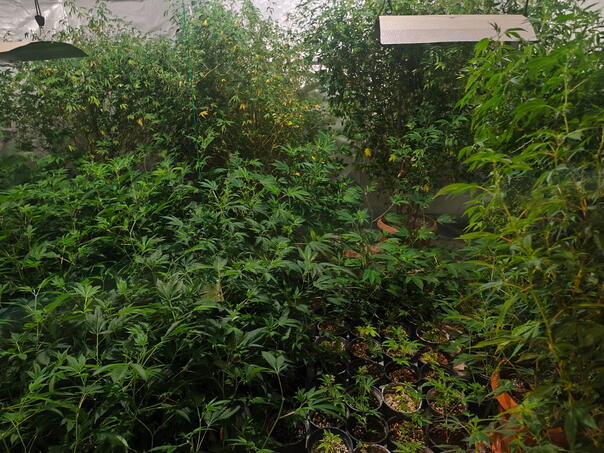 Found Laboratory for Marijuana in Ilidža