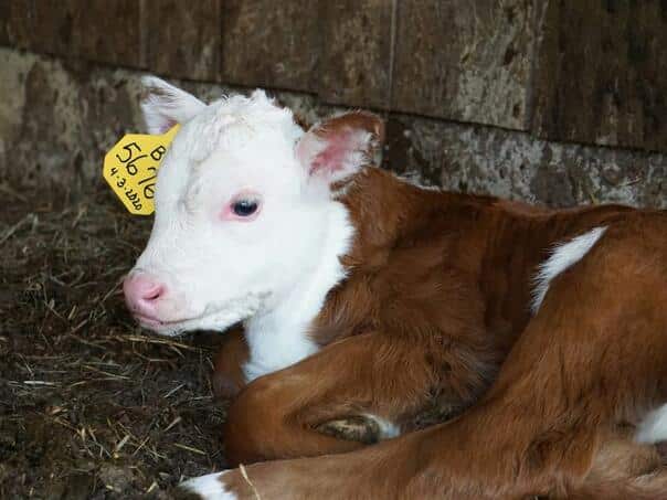 Brothers from Doboj five years in prison for extortion calf