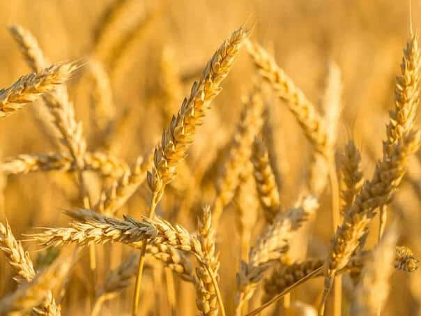 Food prices in April at the highest level in two years