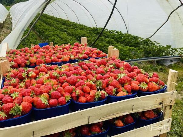 News in Steel: Manufacturers Satisfied, Strawberry Price Never Better
