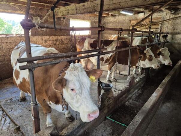 The agony of the farmer from Vogošce: ‘The wife is infected with brucellosis, fear me for children’