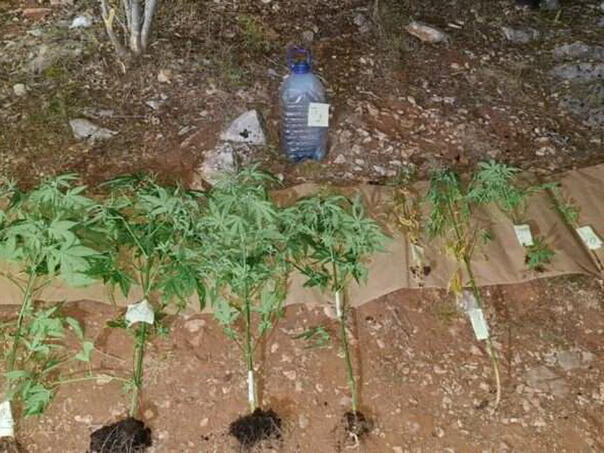 Čapljina: 39-year-old arrested while watering marijuana