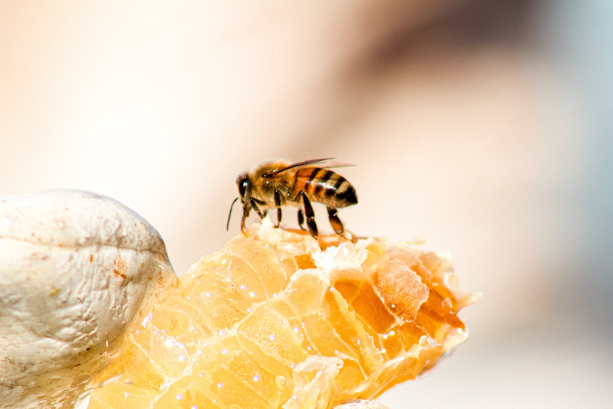 Import of cheap honey endangers domestic beekeepers in BiH