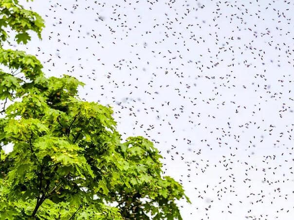 Bee Investment in Banja Luka, beekeepers