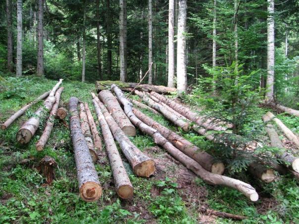 Tragedy in Prijedor: a man suffered during a cutting tree