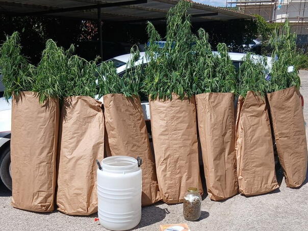 In Čitluk found indian hemp for now, one person arrested