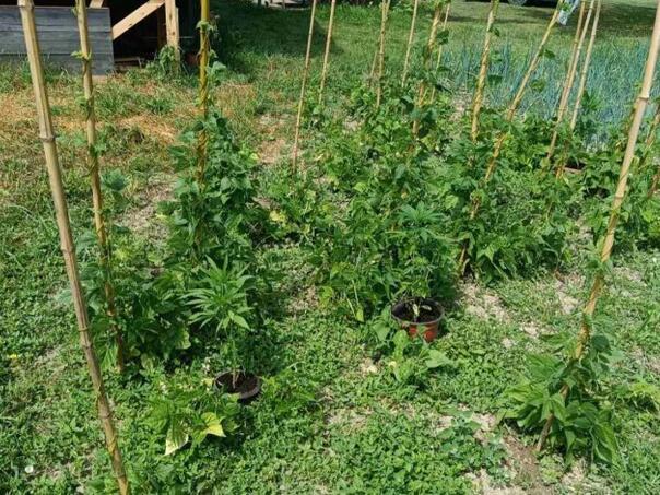 Two faces were arrested in Prijedor, found indian hemp for