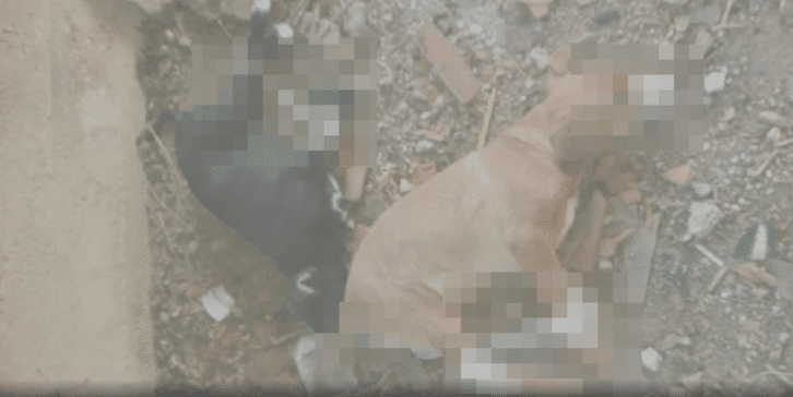 Killed in a monstrous way: close to Sarajevo found puppies with bound paws and muzzles