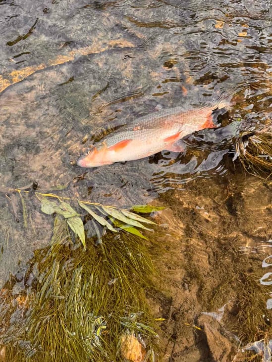 Ecological catastrophe: A huge fish powder in Rijeka Bosnia
