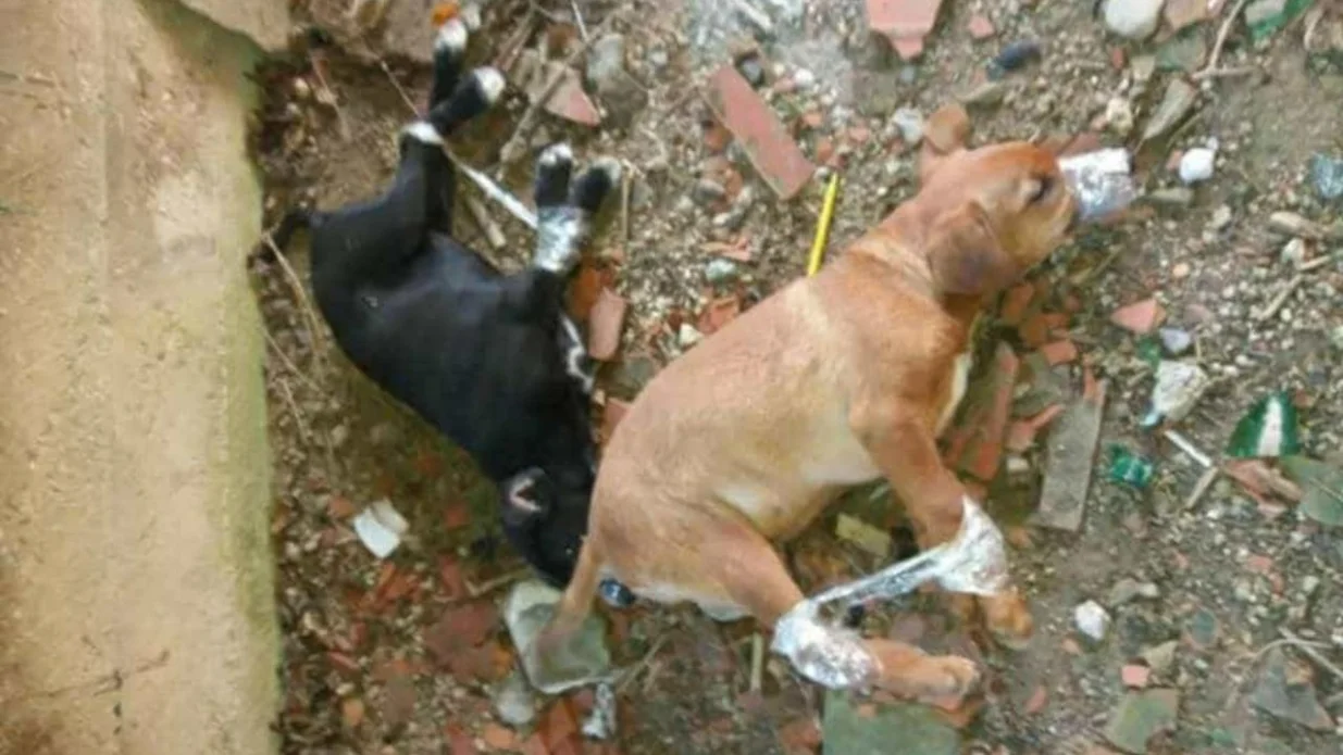 Dogs are bound and left to die / facebook /