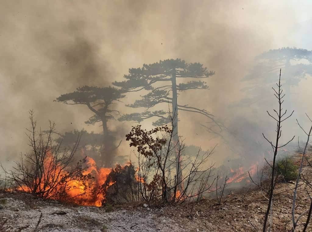 Fires affect multiple locations in HNK and ZHK: grass, forest and waste