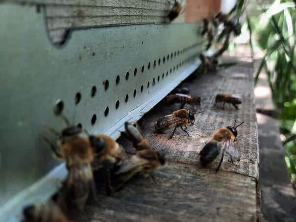 A mass attack of bees in France, 24 injured