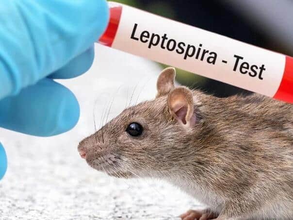 Sarajevo soon proclaims the end of the epidemic of leptospirosis
