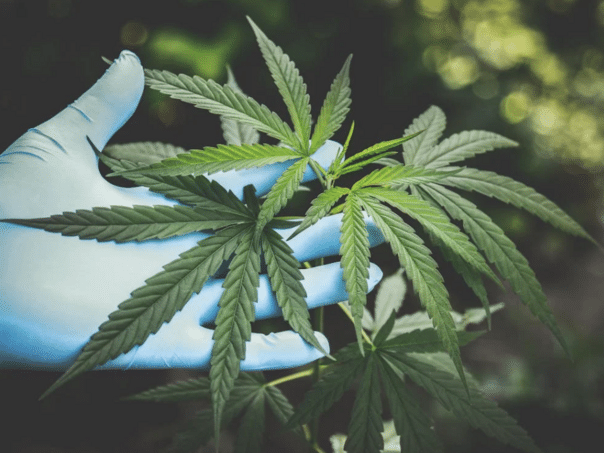 In Bijeljina grown drugs and ignited the house to hide traces
