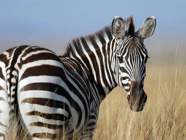 Zebras flee the streets of Munich