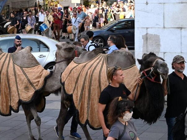 Camels in Budapest to raise awareness of sushi in Hungary