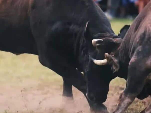Backs in Donji Vakuf terminate tragic: a man passed away after the bull attack