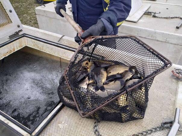 Vjorolov threatens fishing tourism on Buško Lake