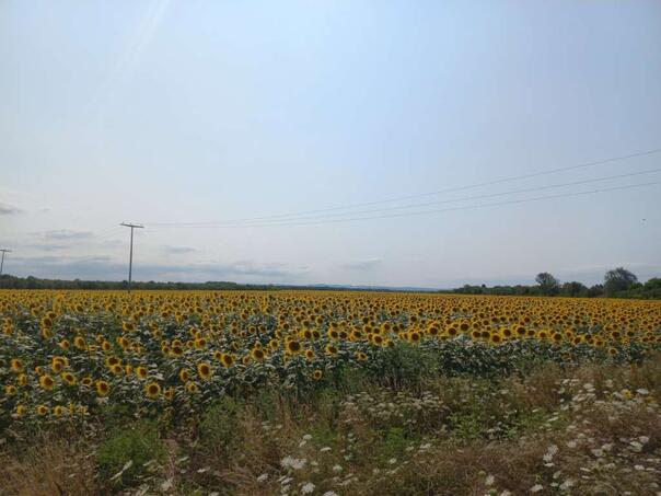 In the area of Pelagić’s more and more sunflower breeders