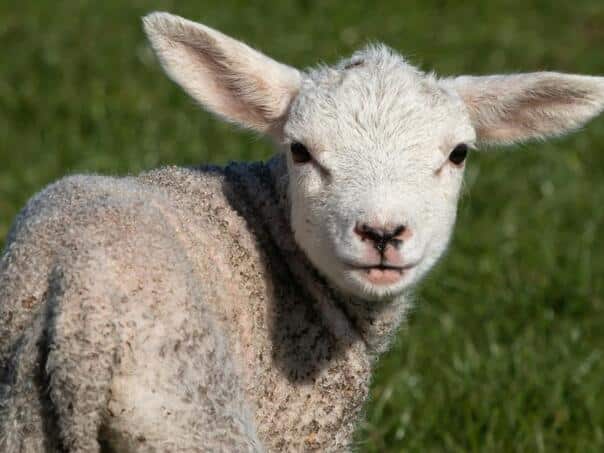Unusual theft in Gack: caught in theft 28 lambs