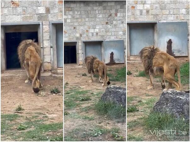 The pronoun of the Mayor of Sarajevo announced after the disputed shot of the lion in Pionirska