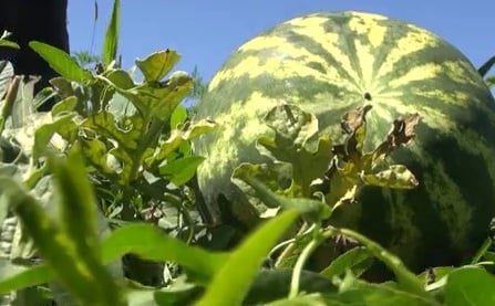 Secret of the Success Watermelon from the Dough: Double more expensive than the market, but they sell in the blink of an eye