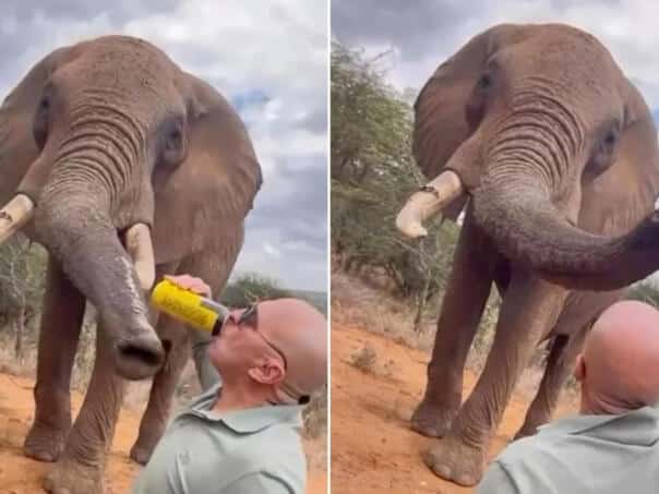 Spark "honored" an elephant with a beer and caused anger in Kenya