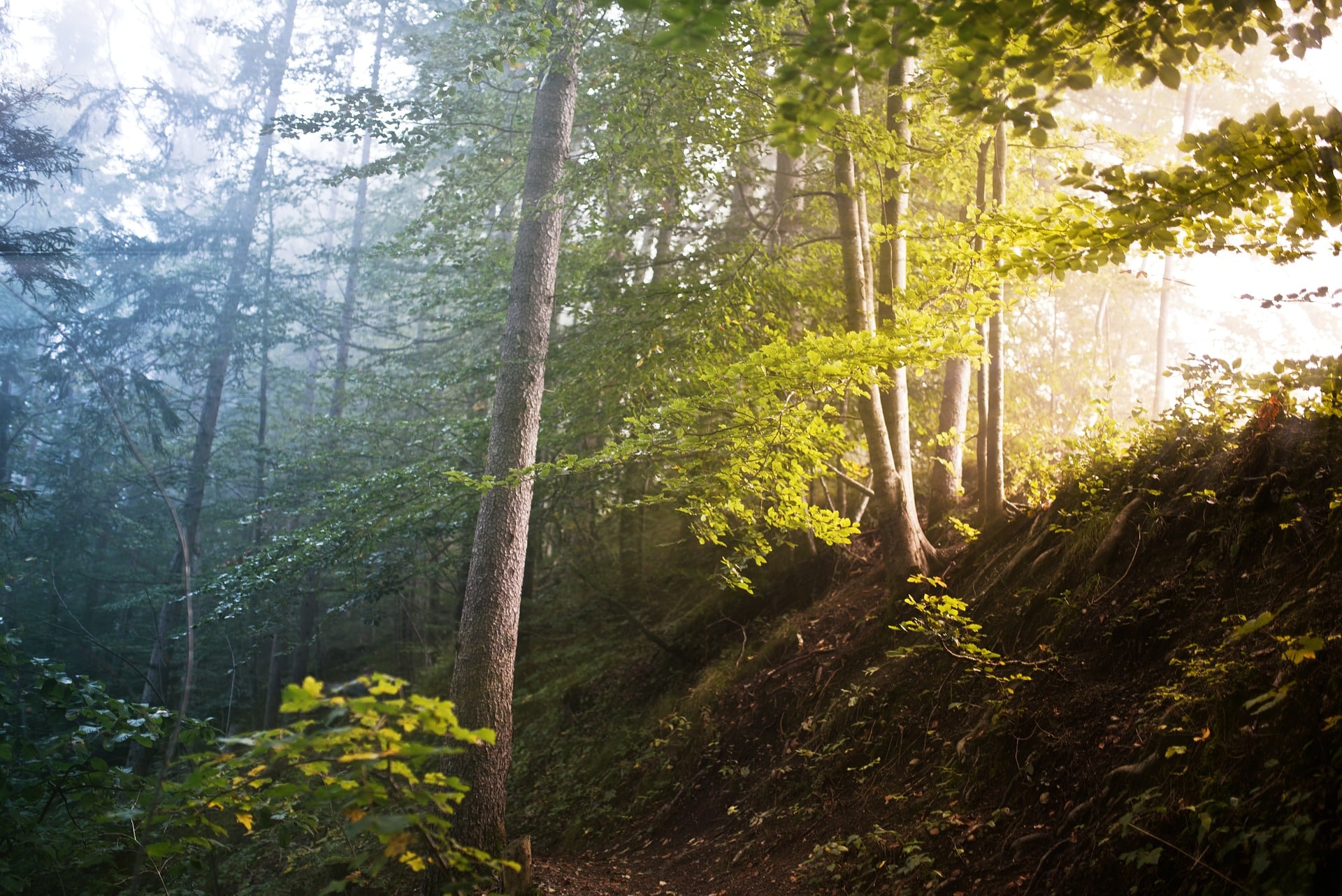 FBiH Forest Law Ready since January, but …: Losses, illegal logging and political blockages