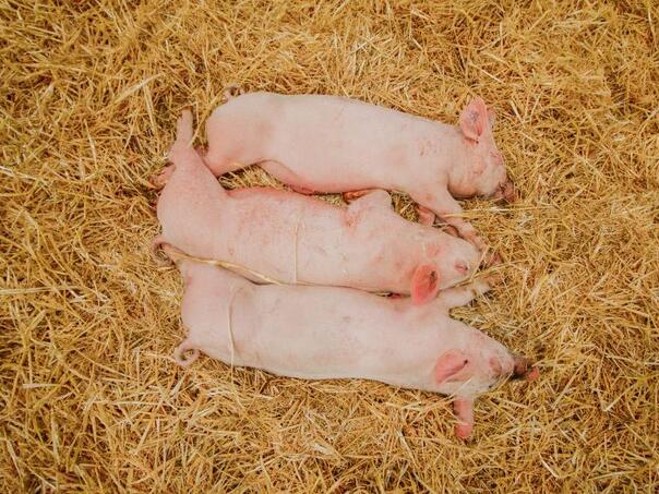 In Croatia in six days euthanized 1919 pigs