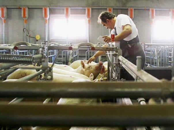 African plague registered in two villages in RS